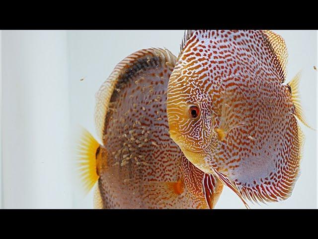 Breeding Discus - Growth Rate Comparison