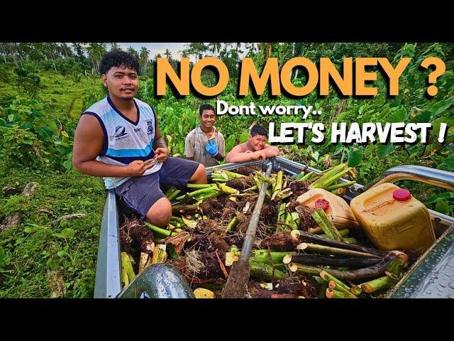 How The Farm Provided For Our New Years | Harvesting Taro in Samoa  | SamoanFarmer ‍