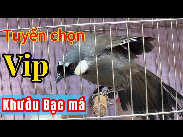 [ 25/ 8 ] Khướu bạc má Cao Bằng “ Tuyển chọn Vip - Chất lượng cao” mời ae lựa chọn. ĐT 0869777535.