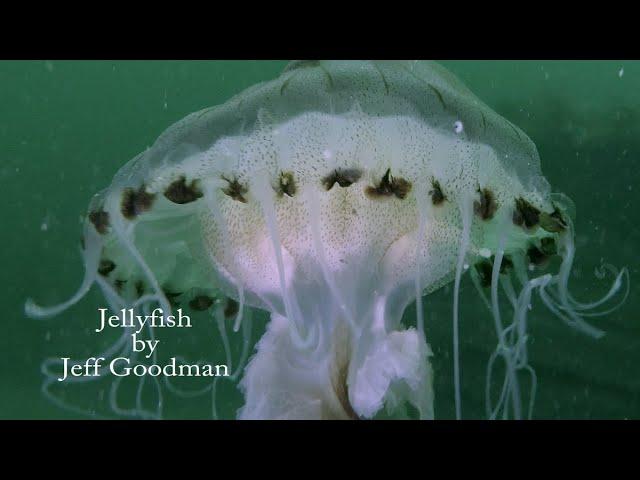 Scuba Diving and Marine Life: Jellyfish