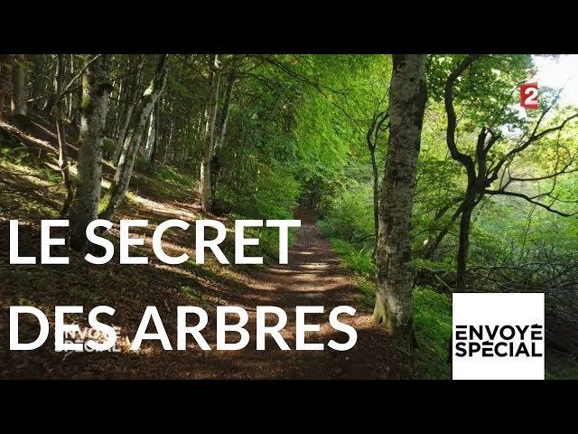 Envoyé spécial. Le secret des arbres - 26 octobre 2017 (France 2)