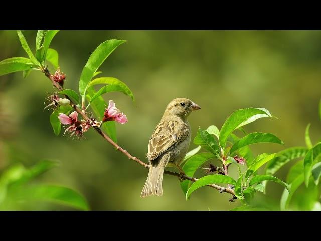 【無廣告】適合早晨的音樂️,清脆的鳥叫聲 - 放鬆音樂,鋼琴音樂,療癒音樂,純音樂,輕音樂,早晨音樂