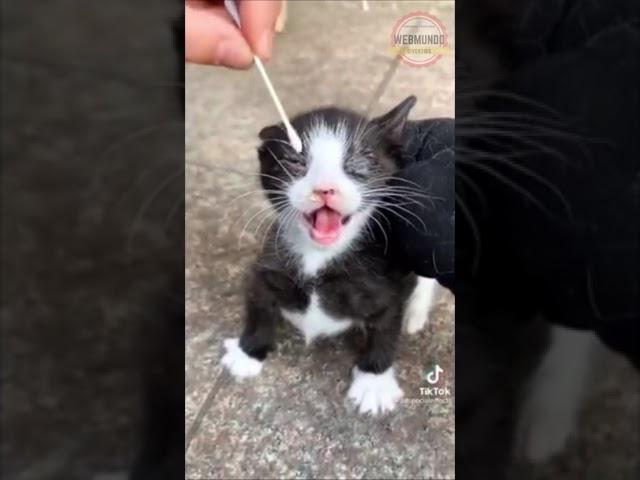 CUIDANDO DO GATINHO DOENTE  #shorts