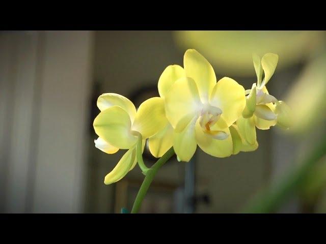 How to Grow Orchids Indoors | At Home With P. Allen Smith