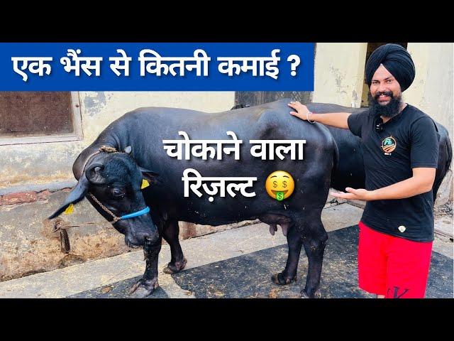 एक भैंस की कितनी कमाई? चौक आने वाला रिजल्ट How Much income From Buffalo Dairy farming Profit