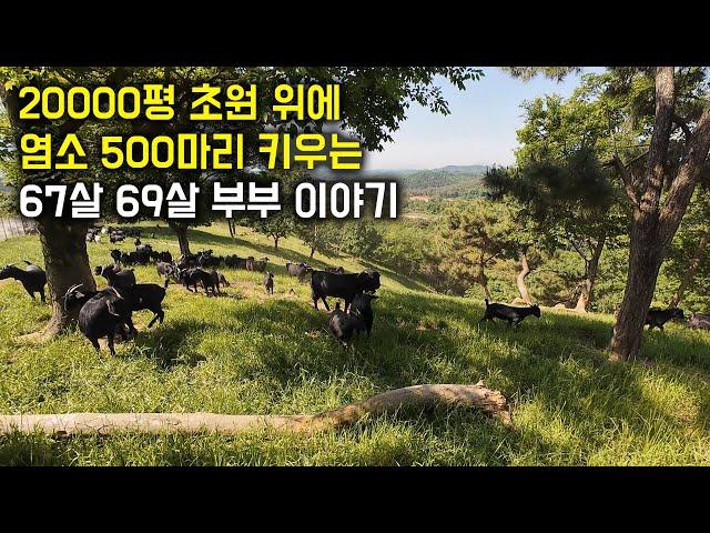 20000평 초원에서 방목으로 염소 500마리 키우는 60대 노부부 이야기.