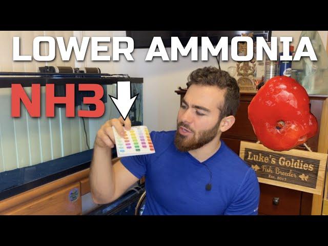 High Ammonia Levels in Goldfish Tank? - How to Lower it