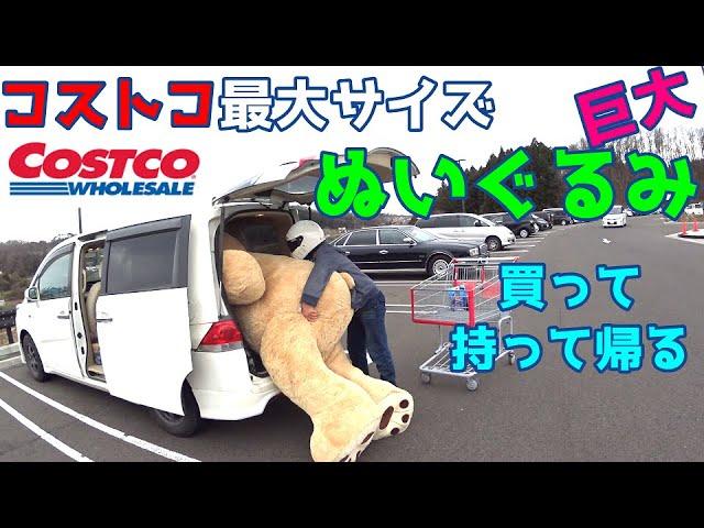 コストコ超巨大ぬいぐるみ（クマ）買って帰ろうと思ったが・・・236センチ　The Costco 93-Inch Bear
