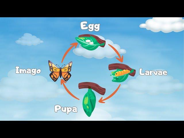 Life Cycle of a Butterfly Song (NEW Video!) | Butterfly Life Cycle for Kids | Silly School Songs