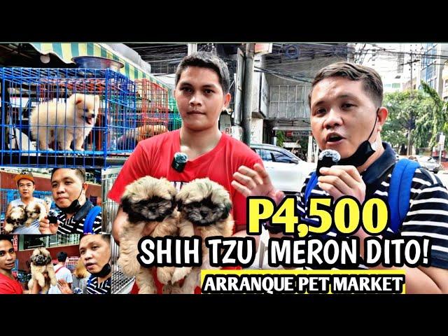 BADGET PUPPIES | 4,500 SHIH TZU  SA ARRANQUE PET MARKET