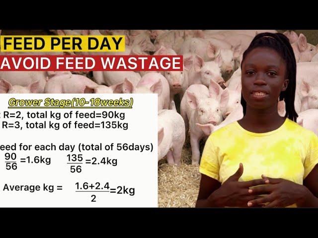 Amount of FEED for PIGS in a day|  PIG FEEDING at Weaner, Grower and finisher stages.