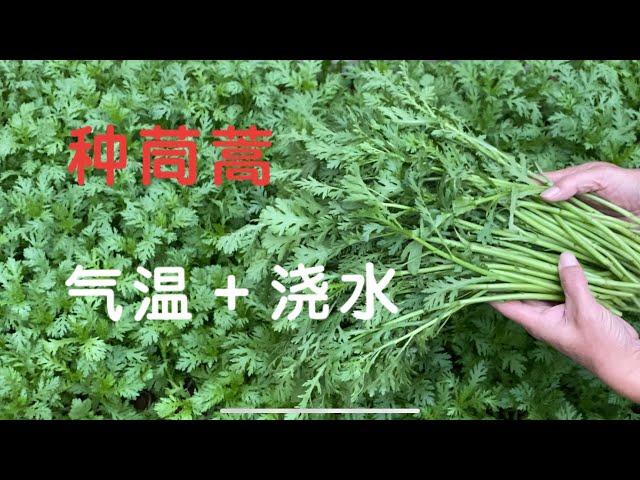 茼蒿种植｜秋天种茼蒿