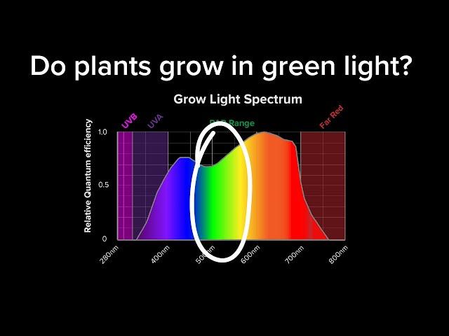 Do plants absorb green light?  Why are plants green?