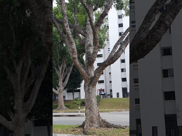 Mahogany tree along Serangoon Ave 2 waiting to be axed by PUB