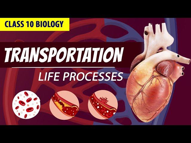 CLASS 10 LIFE PROCESSES FULL CHAPTER (Animation)| PART - 3  | NCERT Science ch 6| Transportation