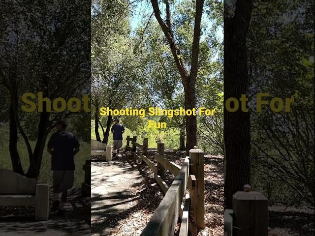 Shooting Oak Apple With Slingshot For Fun