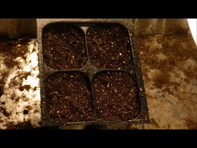 how to grow sage from seed, how to germinate sage seeds, how to sow sage seeds