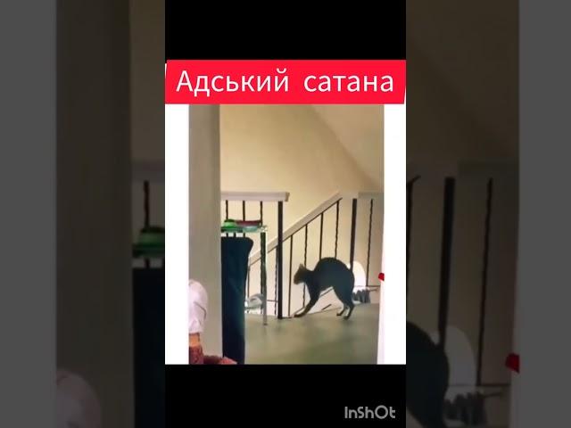 Адський сатана  О курва, яка гарна домашня тваринка #ад #котик #демон #hell #cat