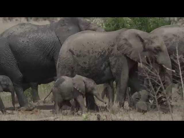Baby Elephant Walk Song