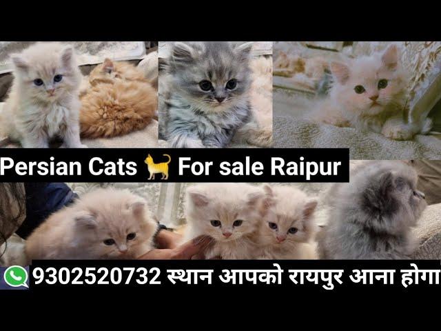 Persian Cats for sale In Raipur Chhattisgarh Show quality Available