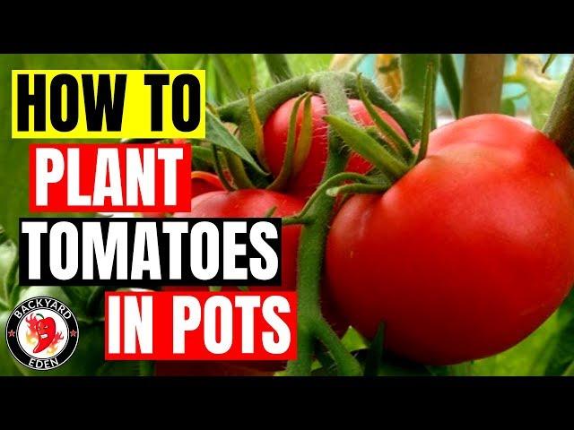 How to plant tomatoes in pots | Growing tomatoes in pots
