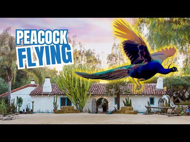 Peacock's Majestic Flight Caught on Camera at Leo Carrrillo Historic Ranch Park