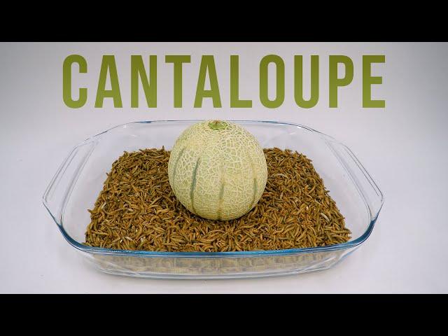 10 000 Mealworms vs. CANTALOUPE