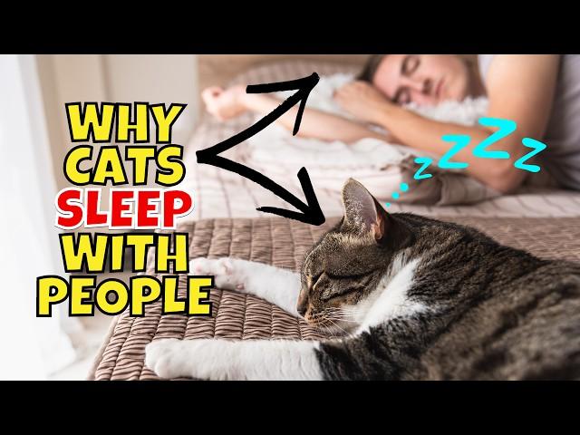 9 Scientific Reasons Why Your Cat Sleeps With You