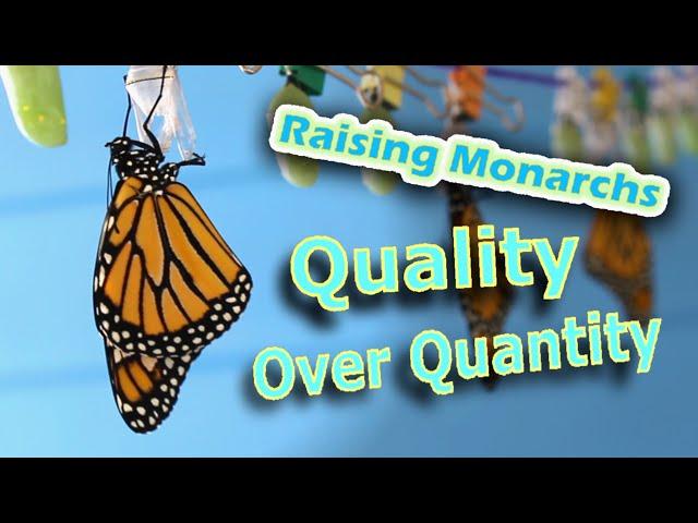 Raising Monarchs - Quality Over Quantity (Help The Monarch Butterfly)