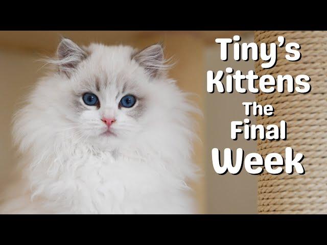 Ragdoll Kittens Leave for New Homes | Sad Goodbyes