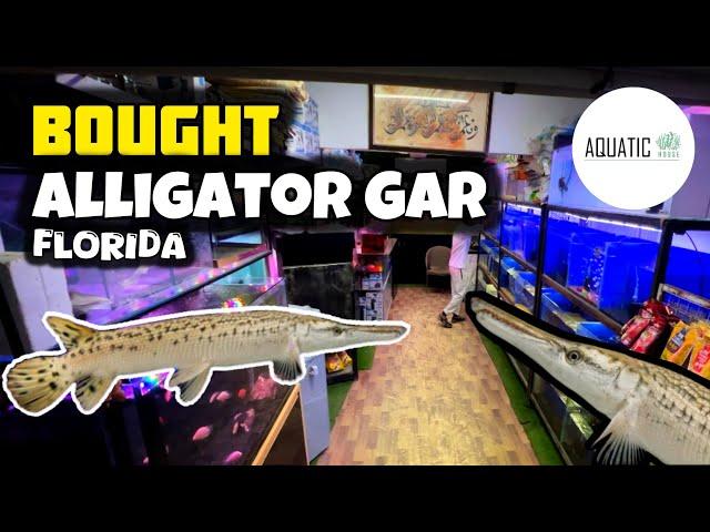 Bought Florida Alligator Gar Fish From Aquatic House - Imran's World