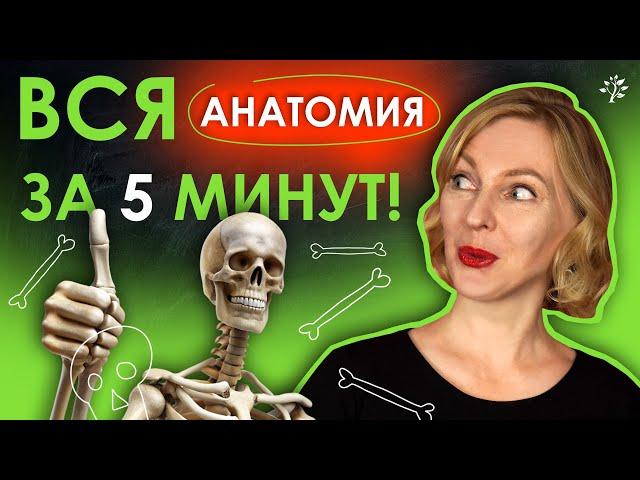 АНАТОМИЯ за 5 минут | TutorOnline #биология