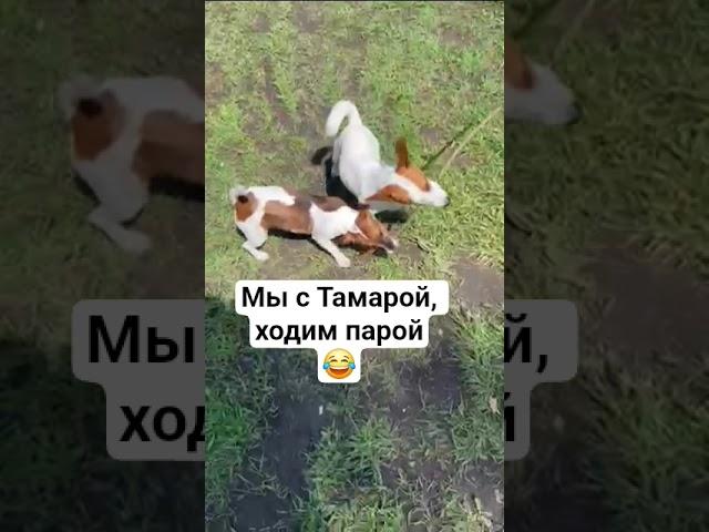 не разлей вода#jackrussel #сонечка #джекрасселтерьер #соня #shorts #dog