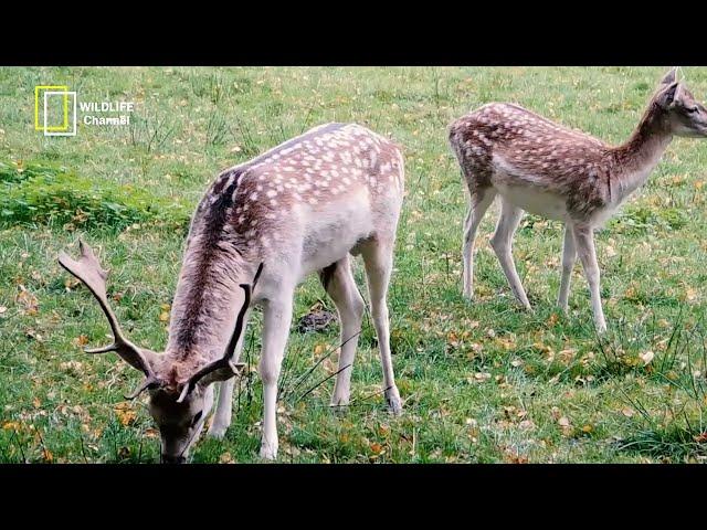 Gazelle documentary - Mysteries, Beauty, and Life of the Gazelle - wildlife