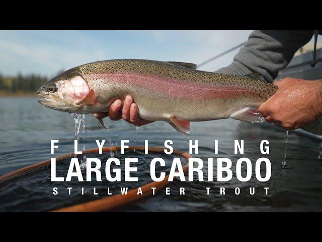 Fly Fishing for Large Cariboo Stillwater Trout