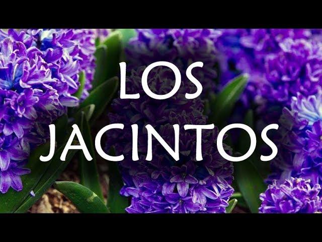 [JARDINERIA] - Los Jacintos