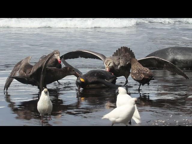 Giant Petrel Pins Down and Pecks King Penguin as Others Join Eating It Alive