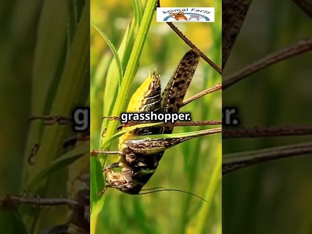 Can SWARM and cover miles, changing landscapes in a flash? #LocustFacts #WildlifeWonder #AnimalLover