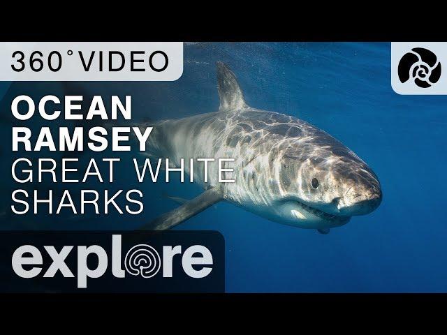 Ocean Ramsey Dives With Great Sharks - Isla Guadalupe 360 Video