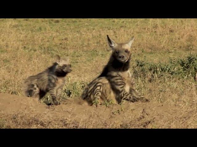 Земляной волк - любитель термитов