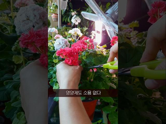 시든꽃 정리 #제라늄 #여름꽃 #실내가드닝 #pelagonium