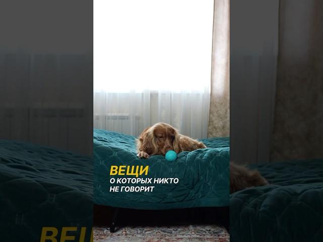 Вещи, о которых никто не говорит… #спаниель #собака