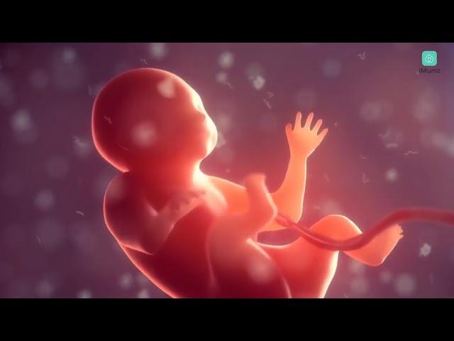 Talk to your baby in the womb with this Pregnancy App