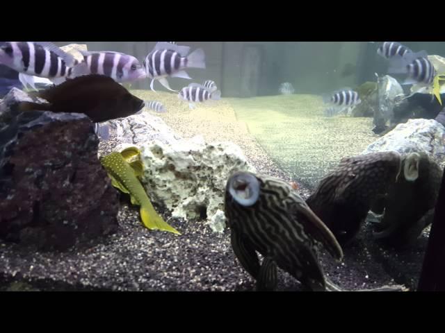 frontosa blue zaire