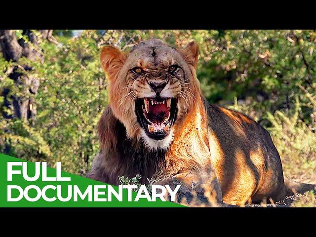 Saving the Wild | Part 1: The Big Cats | Free Documentary Nature