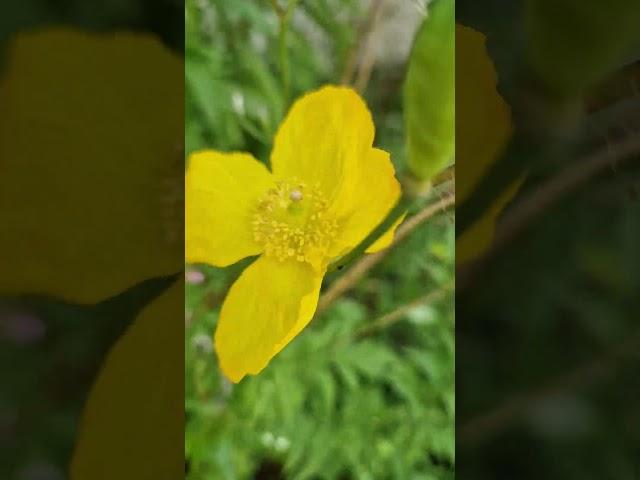 Welsh Poppy. #worldflora #plantnet #flower #nature #leaf #fruit #bark #habit