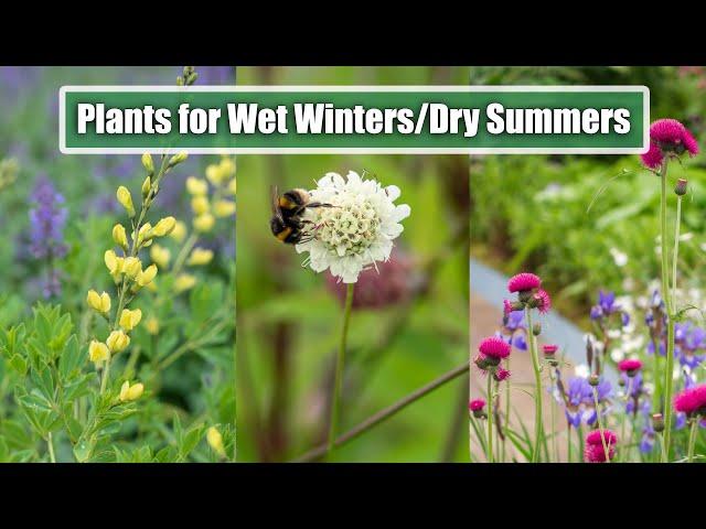 Perennials That Flourish in Wet Winters & Dry Summers!