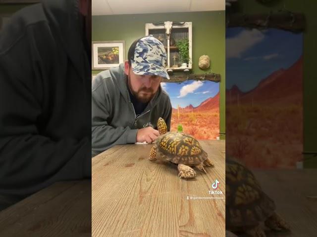 Pay Attention To Me! (Otis the Turtle)