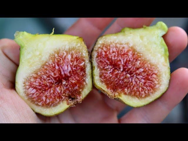 Paradiso (Siro) Fig - One of the Best Tasting