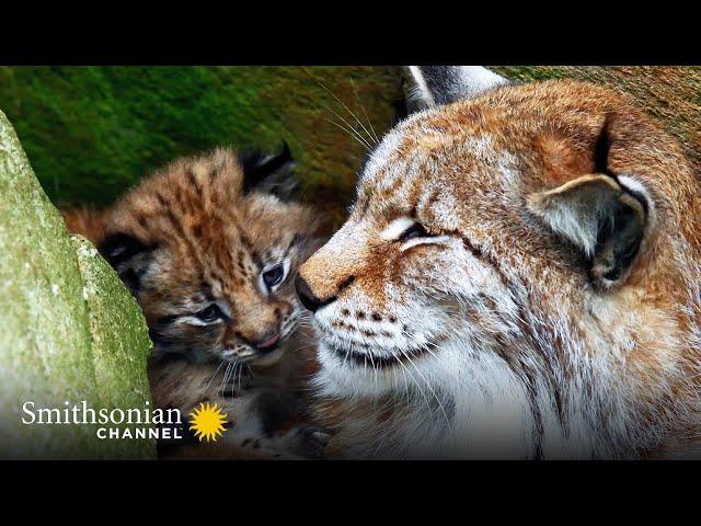 The Distinctive Ears of the Eurasian Lynx are a Mystery  Carpathian Predators | Smithsonian Channel